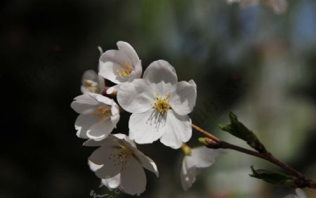 樱花图片