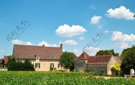 法国第戎葡萄种植园一角图片