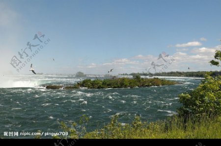 加拿大尼亚加拉大瀑布上的海鸥图片
