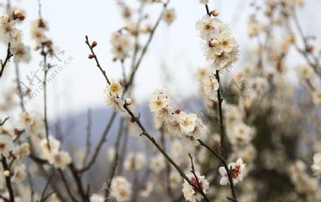 白色梅花图片