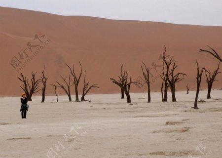 沙漠之旅干涸的湖床枯树图片