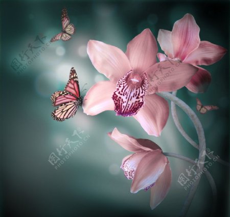 兰花兰花与蝴蝶图片