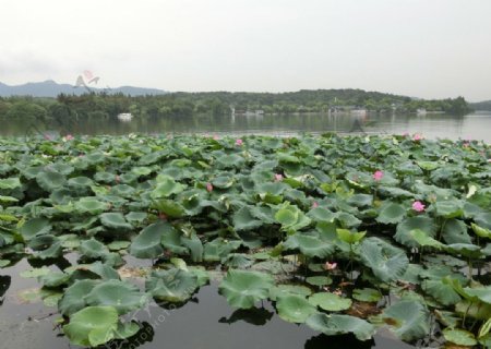 杭州西湖荷花图片