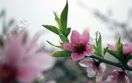 春日桃花图片