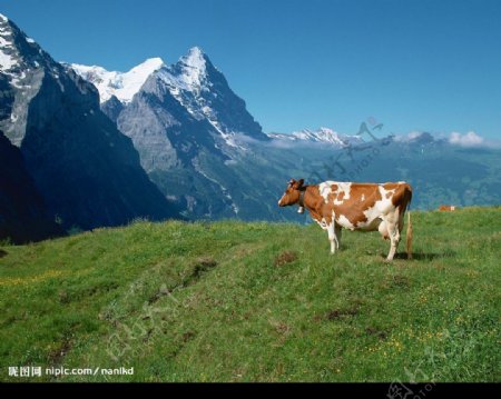 牛与雪山图片