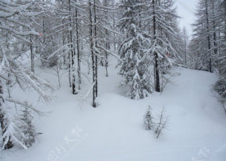 瑞士之雪图片