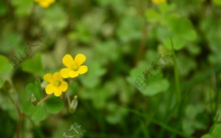 两朵小花图片