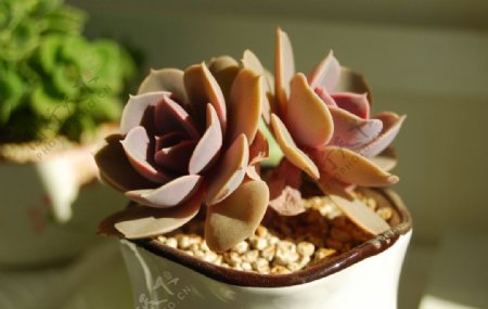 多肉植物紫珍珠图片