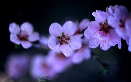 桃花花卉粉红图片