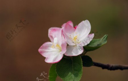 苹果花图片