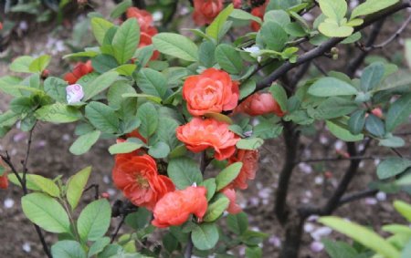 盛开的红色海棠花图片