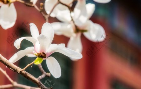 颐和园的白玉兰图片