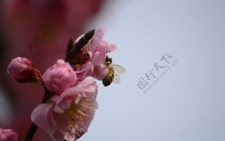 蜜蜂桃花春天图片