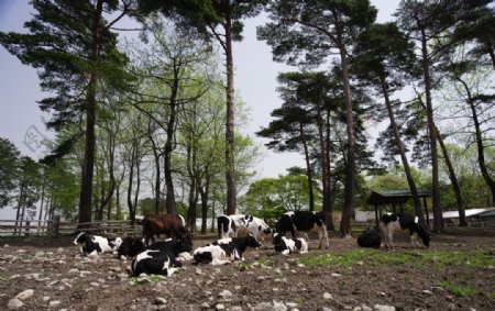 荷兰牧场参天大树奶牛图片