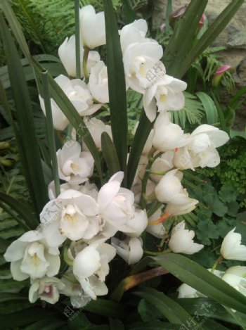植物园中的白兰花图片