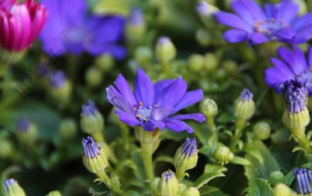 花卉紫色图片
