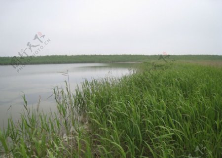 芦苇塘的春风图片
