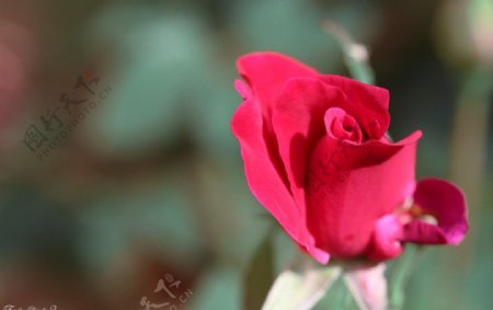 摄影玫瑰花朵花蕾照片图片