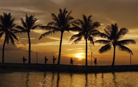 夕阳下曼妙婆娑的南洋黄昏图片