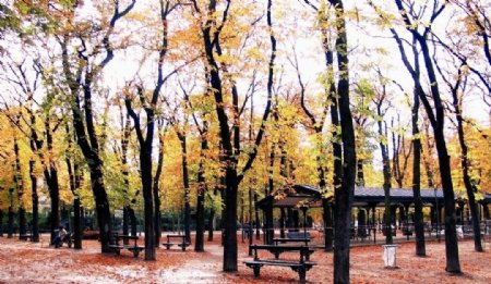 巴黎卢森堡公园的秋天图片