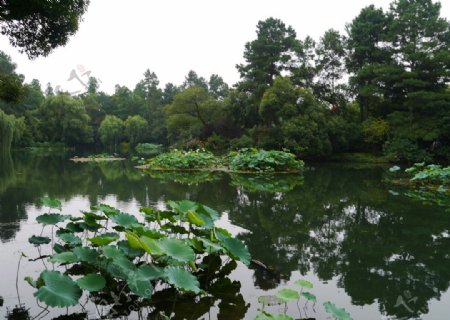 杭州西湖曲院风荷图片