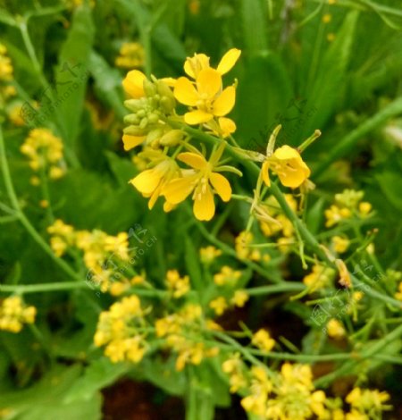 油菜花图片