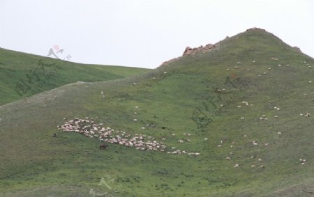 山上的羊图片