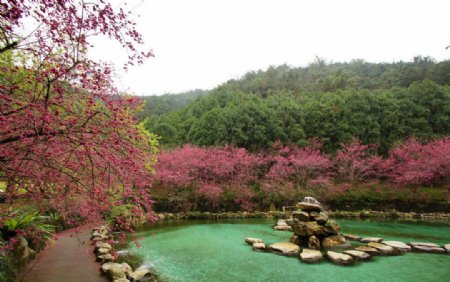 台湾九族文化村樱花图片