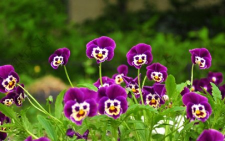 紫色花开放图片