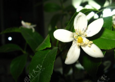 白色香园花图片