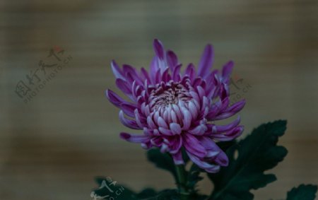 神秘的紫色菊图片