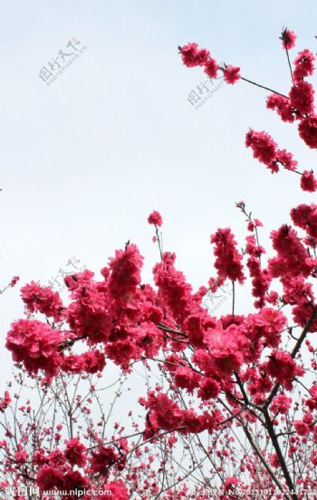 自然风景红色桃花图片