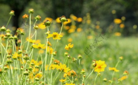 黄色花朵菊花摄影图片