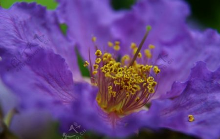 紫薇花蕊图片