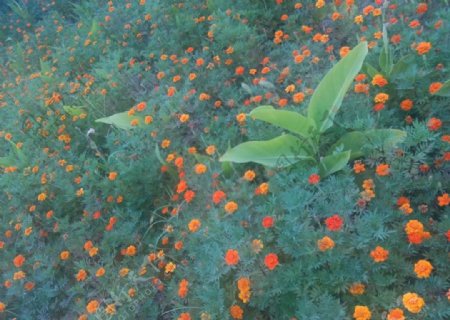 野菊花图片