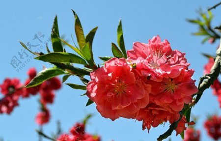 桃花图片