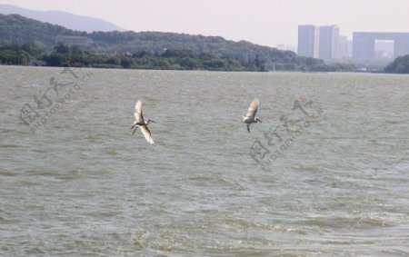 太湖的天鹅图片