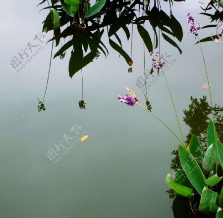 水中花韵图片