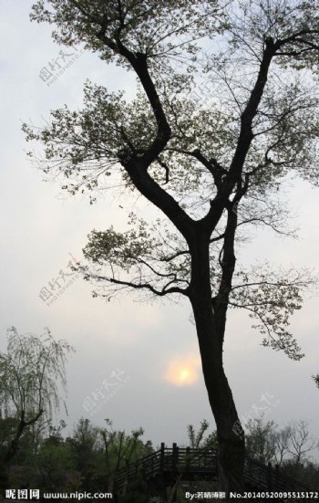 扬州瘦西湖树图片