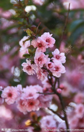 玉渊潭樱花图片