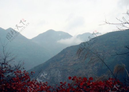 巫山红叶图片