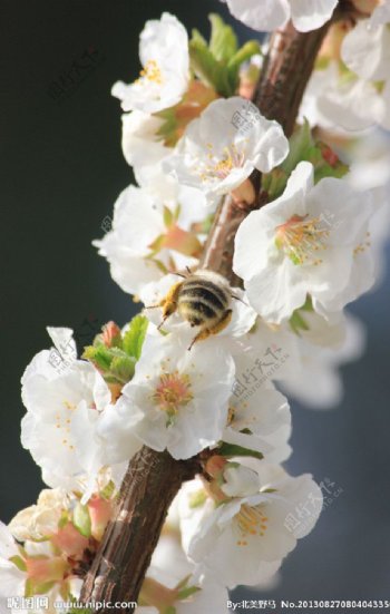 白色小花与蜜蜂图片