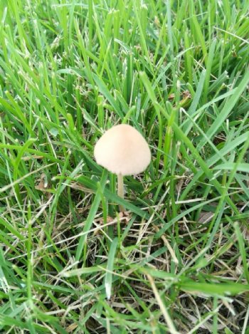 草丛小蘑菇图片