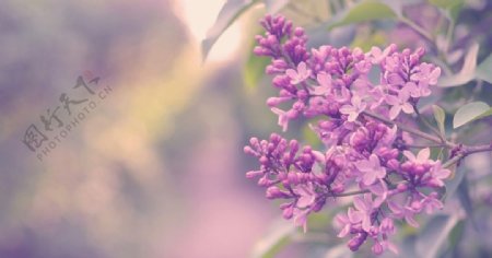 唯美紫色系花朵图片