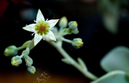 宝石花开花图片