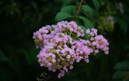 小叶紫薇图片