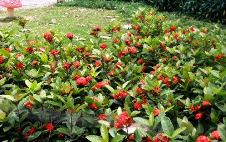 红色鲜花花丛图片