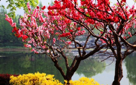 桃花桃树北京图片