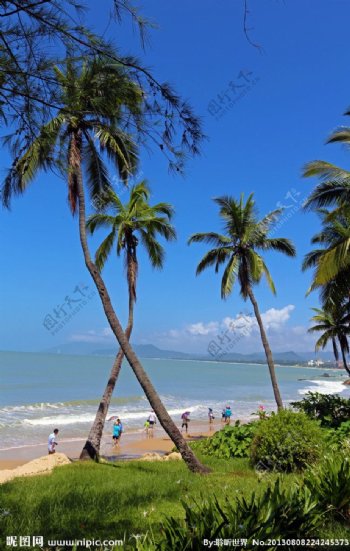 海南三亚椰树图片