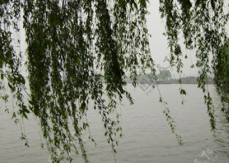 西湖杨柳白提图片